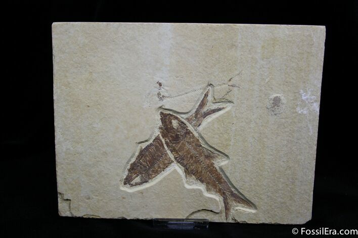 Overlapping Knightia Fish Fossils #788